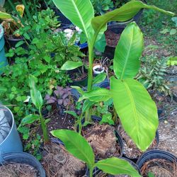 Cold Hardy Banana Tree Plants  (read Description Below)