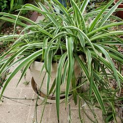 Spider Plant 