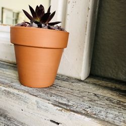 Strawberry Kiwi Chicks And Hen Succulent