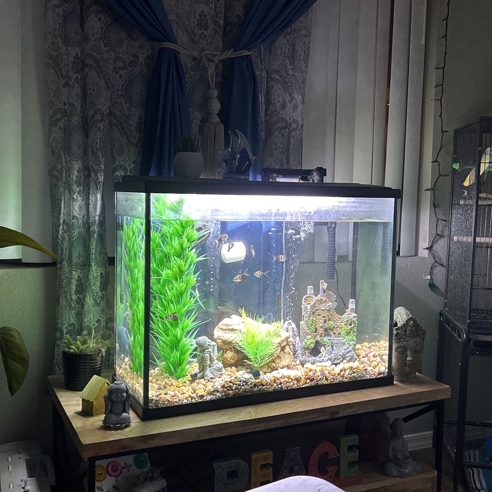 36 Gallon Fish Tank Must Pick Up! 