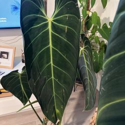 Philodendron