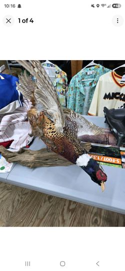 Ring Neck Pheasant Taxidermy Standing Full Body Mounted On Driftwood