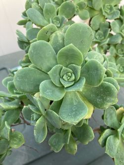Succulent plant