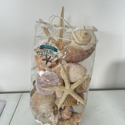 Natural Seashells Mixed 