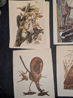 Audubon Bird Art Prints Setof 14