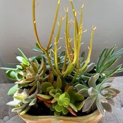 Pumpkins With Succulents Plants