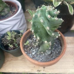 Spiral 🌀 Cactus 🌵 Plant 🪴 