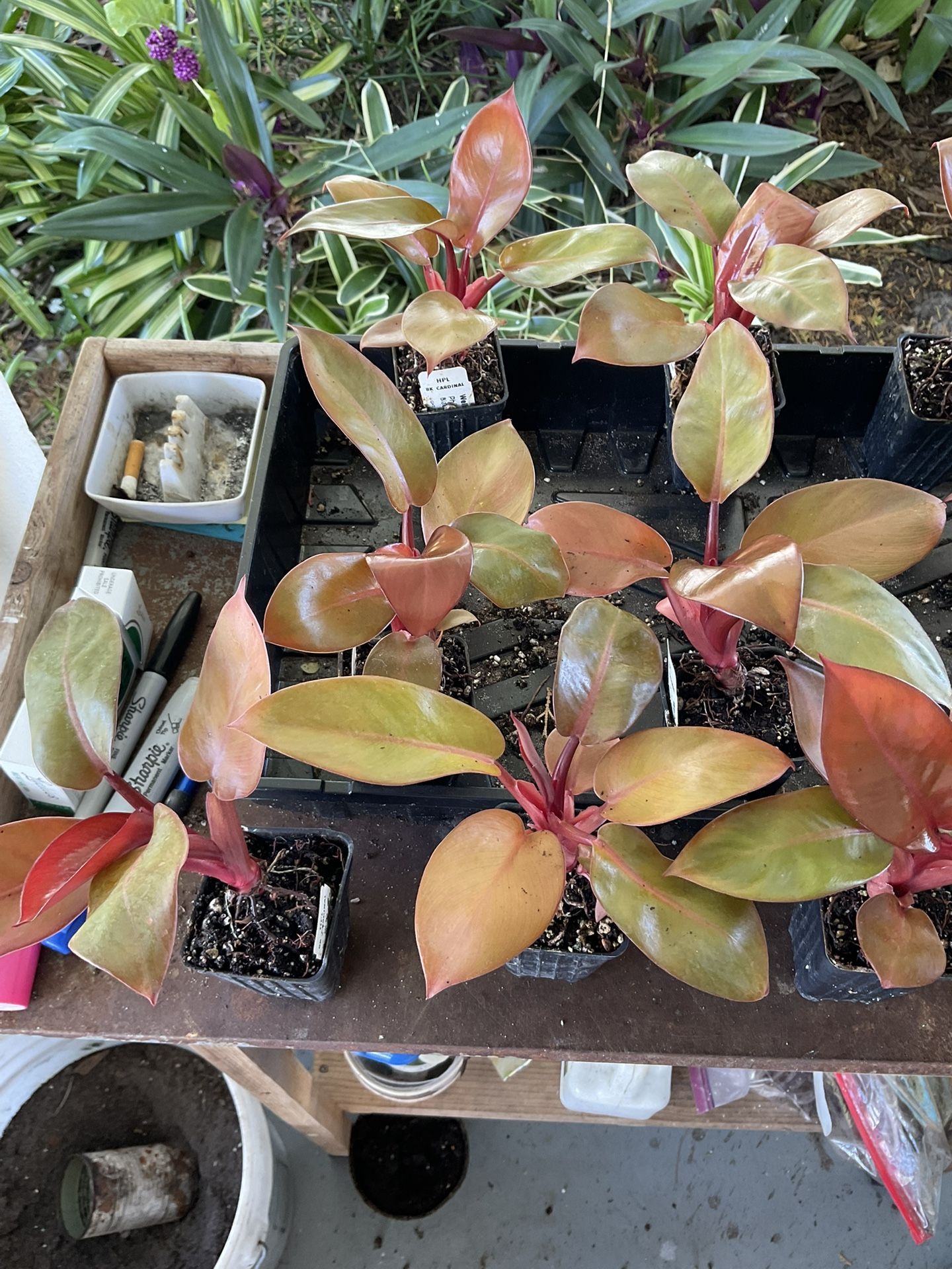 Black Cardinal plants