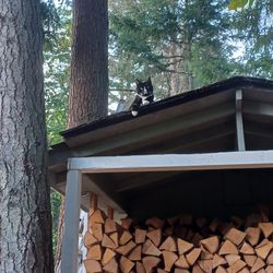 Firewood