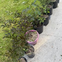Plant Black Lace Elderberry  