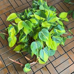 Brasil Philodendron Neon Tropical Plant 