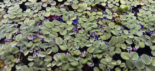 Salvina Cucullata Fern Floating plant
