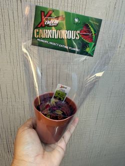 3” Venus flytrap plant