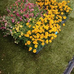 Flowers