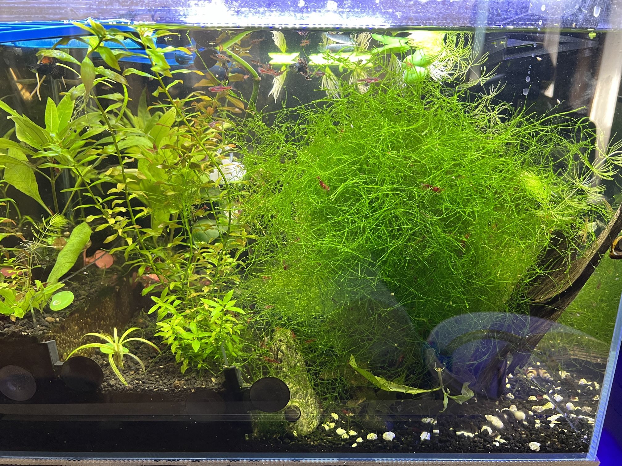 Live Java Moss Freshwater Tank Aquarium Live Java Moss and Duckweed for Sale in ...