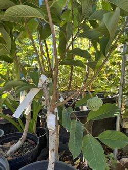 African Pride Atemoya Fruit Tree
