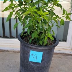 CHILTEPIN Chili Plant 🔥 HOT,  Great For Salsa Or Sprinkle On Top Of Food To Give It A Bite