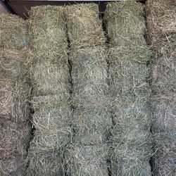 Alfalfa Square Bales Canadian Grown 