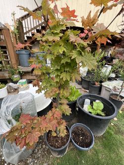 Vine Japanese Maple