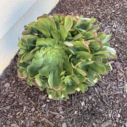 “Aeonium (Tree Aeonium succulent)