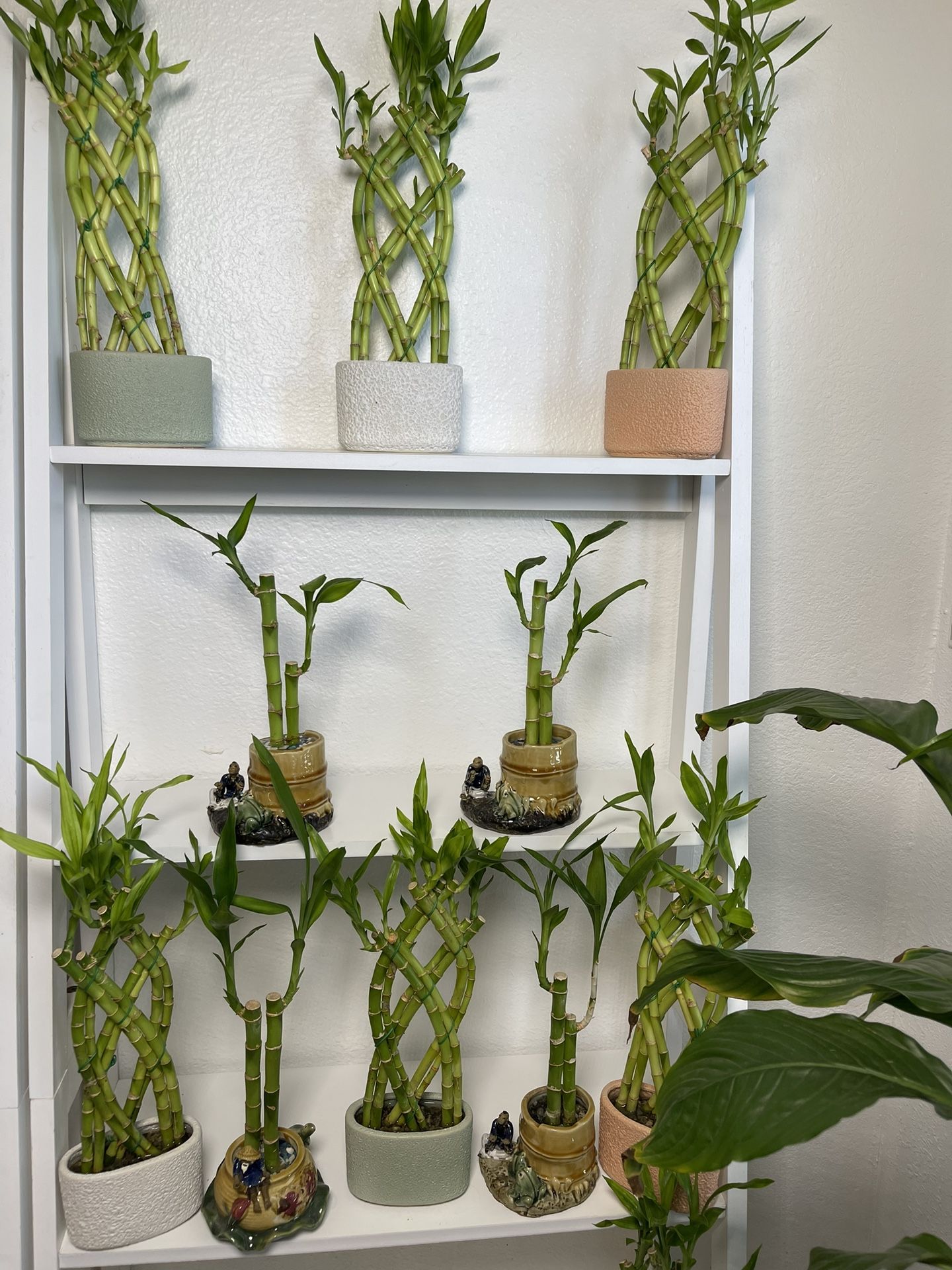 Bamboo Plants-Succulent Plants With Pots ($10 each)