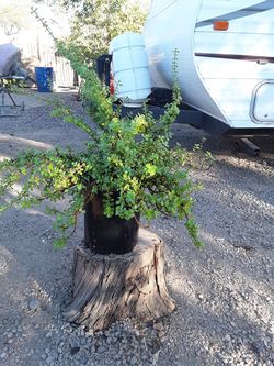 Plants/ plantas for sale