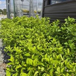 Little Lime Hydrangeas 3 Gallon Size