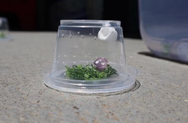 Baby jumping spider enclosure