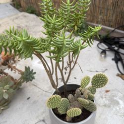 Outdoor Plant