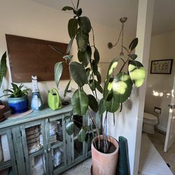 Large rubber plant