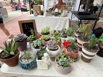 Succulents