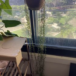 String Of Banana