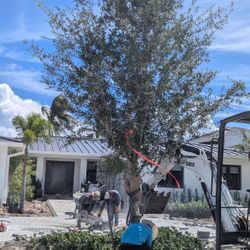 Live Oak Tree All Sizes Available Starting $200 And Up