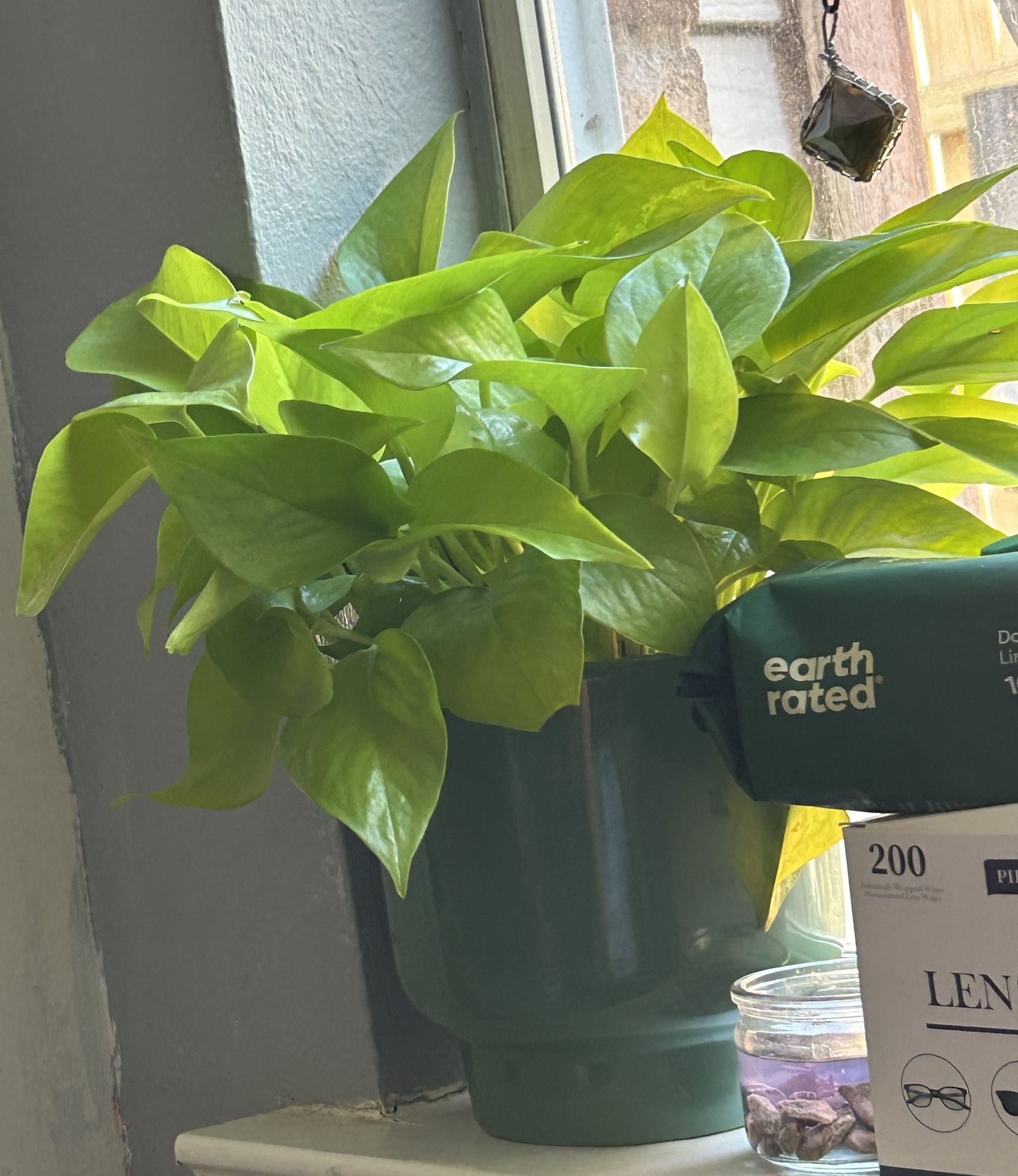 Pothos Plant