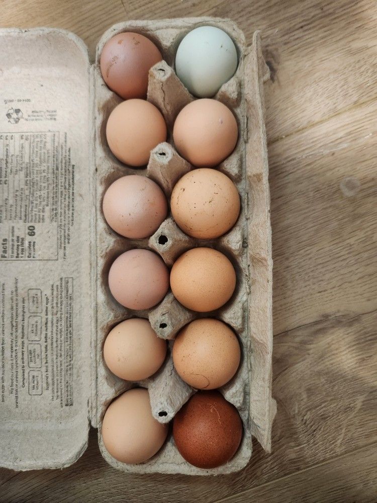 Farm Fresh Organic Eggs