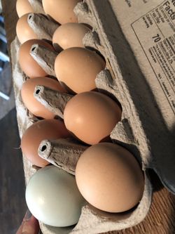 Farm fresh eggs