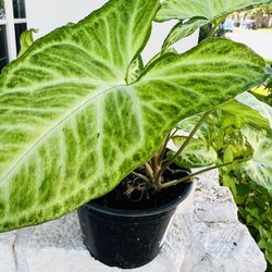 Indoor Ornamental  Plant 