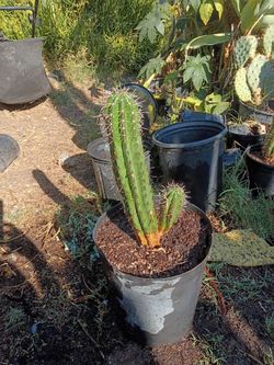 Cactus plant