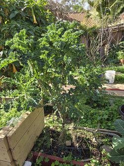 Curly Kale,  (Brassica oleracea). $5 for pots. 6 pots available. 