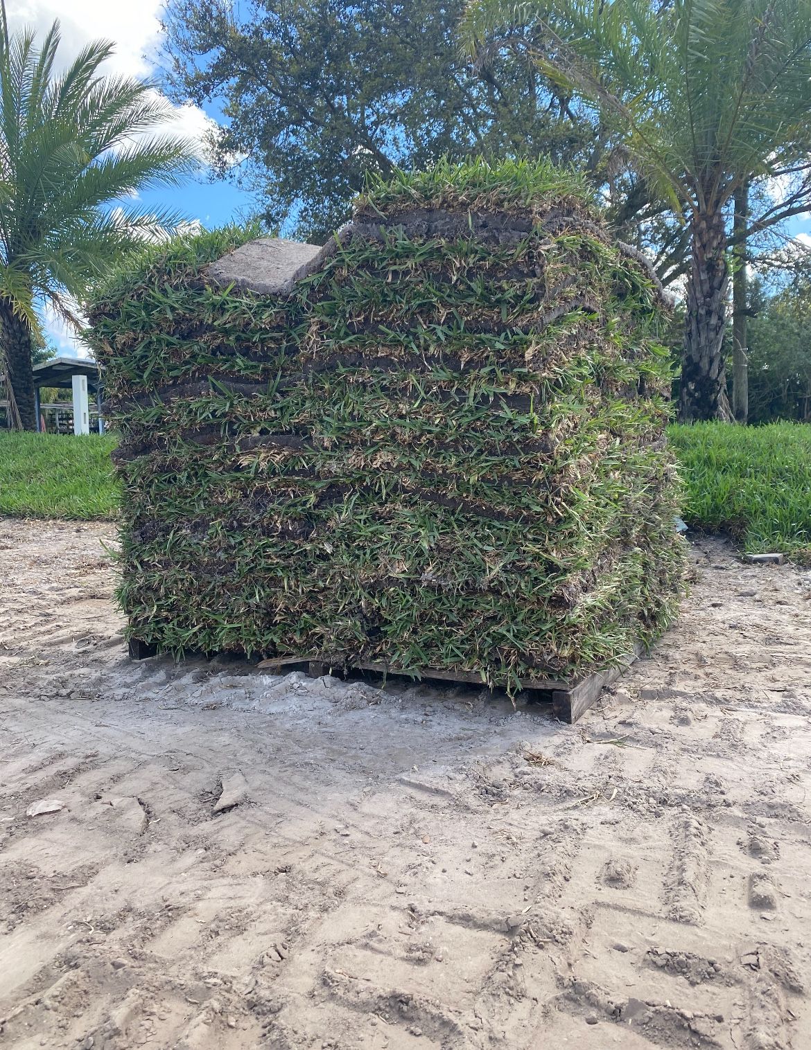St. Augustine Sod 500sqft