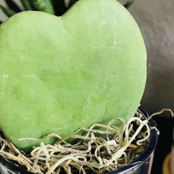 Hoya Kerri Heart Gift Succulent Home Decor Plant