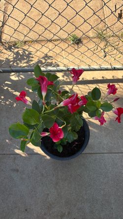 Dipladenia