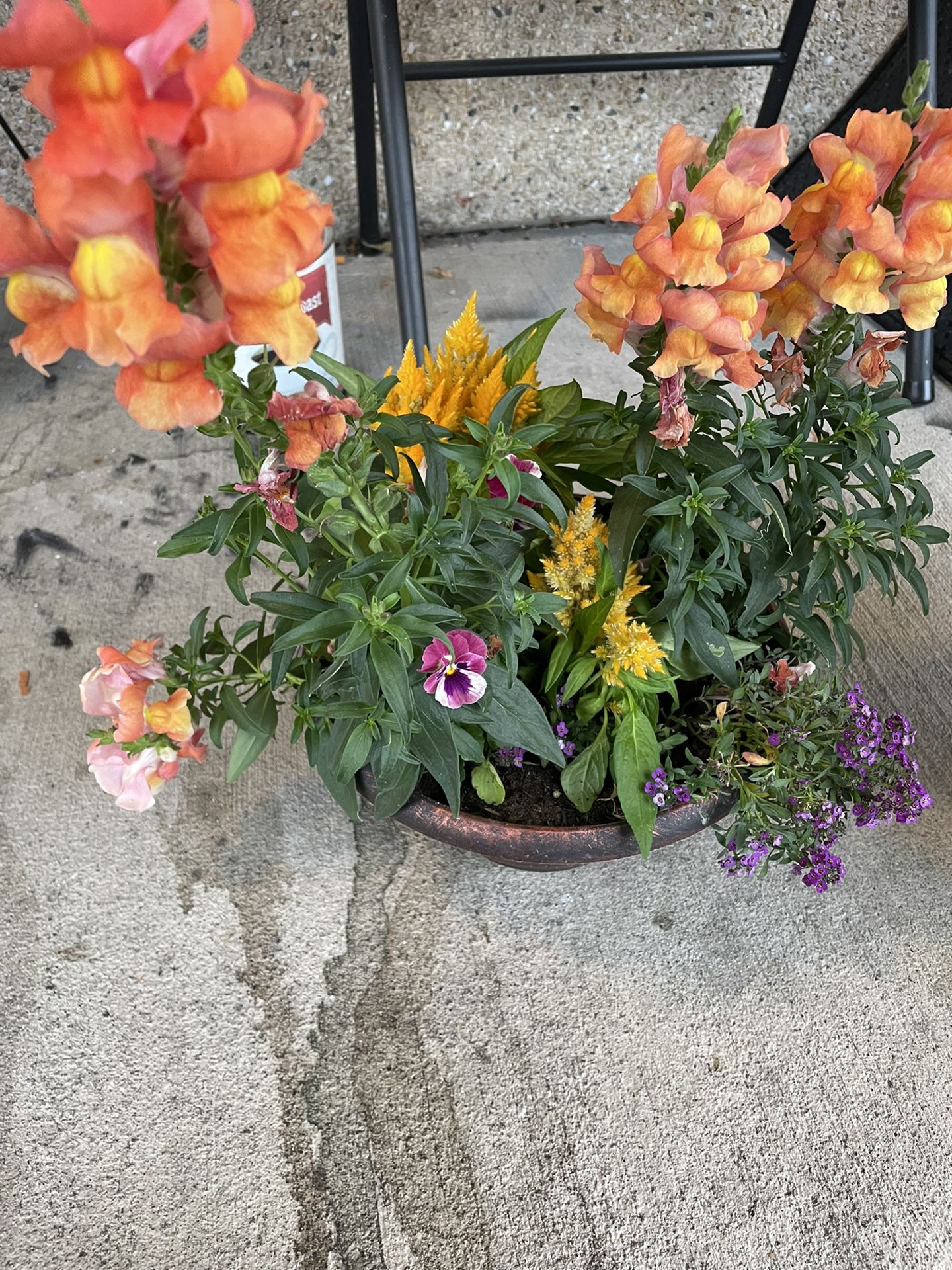 Flowers In Pots 