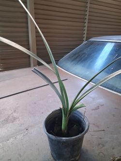 Clivia un galon