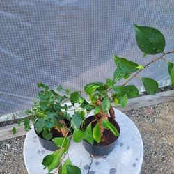 Ficus Gensing Plant 4" Pot $5 Each