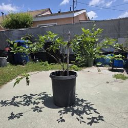 Arbol de Limon Grande Mexicano Con Semilla