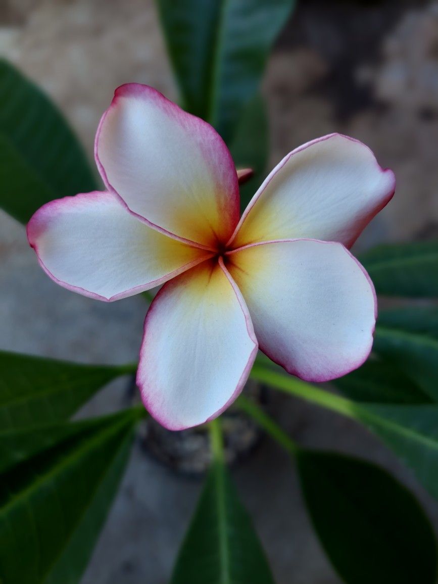 Plumeria.macarena Plant