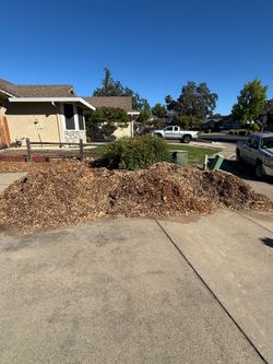 FREE Wood Chips