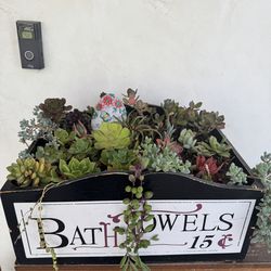 Succulent Filled Box