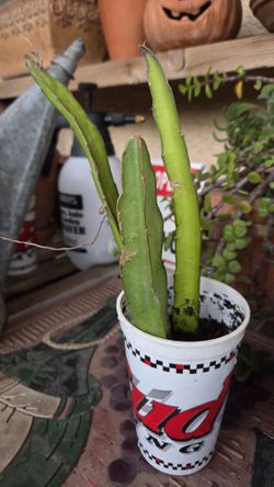 Red Dragonfruit Plants 3 